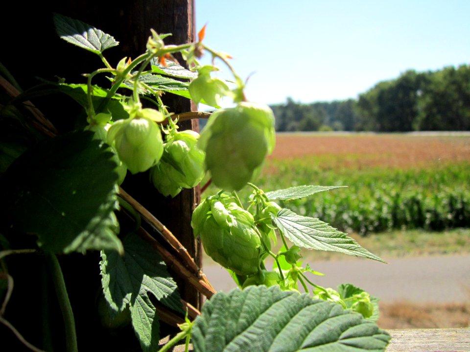 20120909Hopfen_Hockenheimer_Rheinbogen1