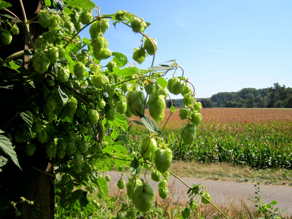 20120909Hopfen_Hockenheimer_Rheinbogen3
