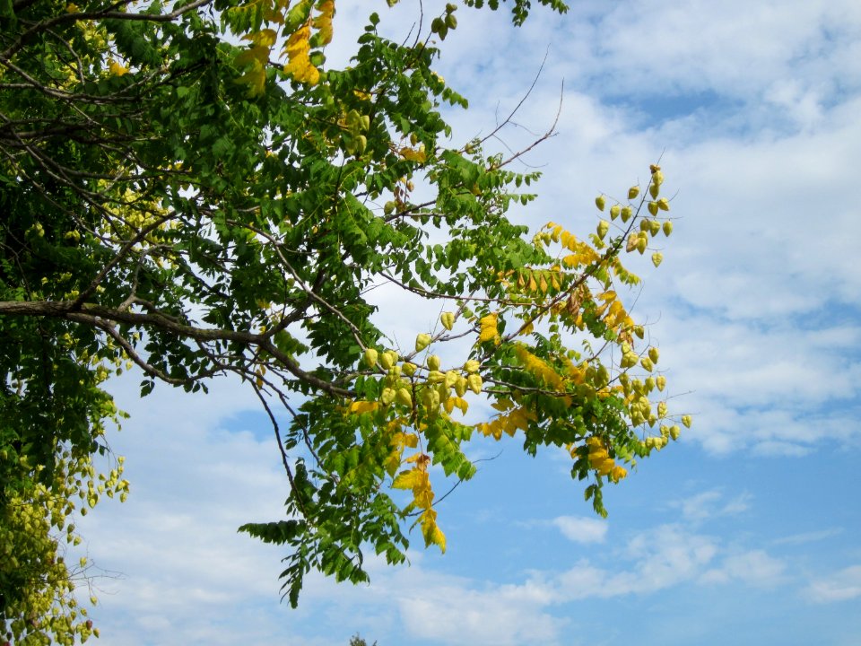 20120815Blasenbaum_Hockenheim4