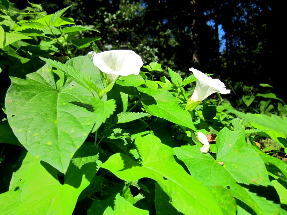 20120908Calystegia_sepium1