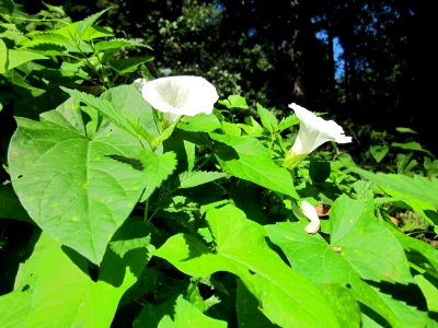 20120908Calystegia_sepium1