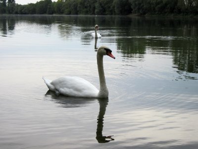 20120923Rheinauenwald_Altlussheim19