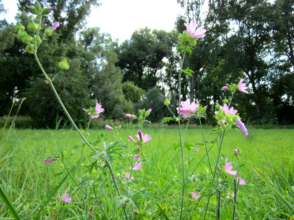 20120909Malve_Rheinauen1