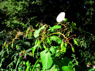 20120908Calystegia_sepium4