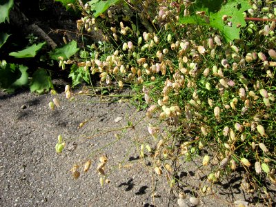 20120801Silene_vulgaris2