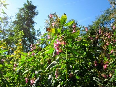 20120909Impatiens_glandulifera2