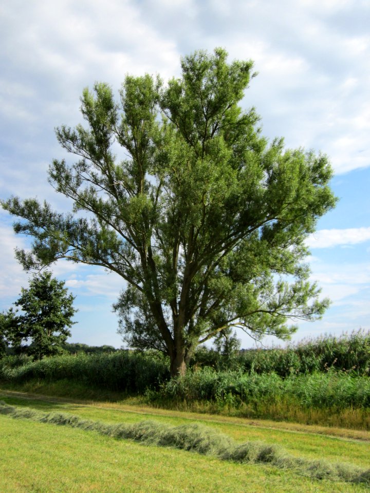 20120815Bach_Leopoldswiesen_Hockenheim09