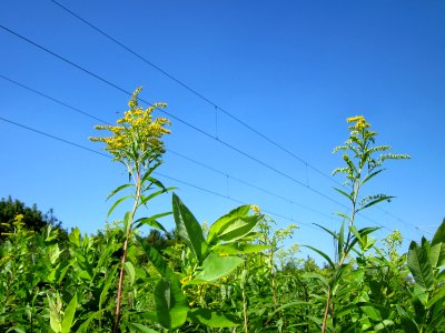 20120801Solidago_canadensis2