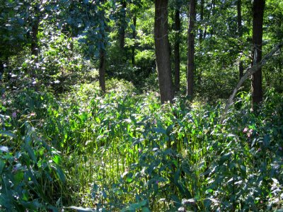 20120909Impatiens_glandulifera1