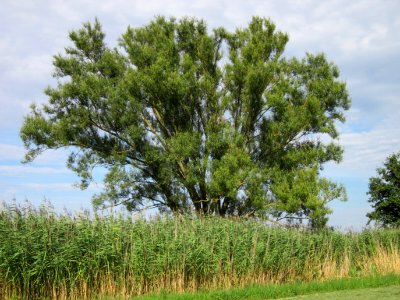 20120815Bach_Leopoldswiesen_Hockenheim13