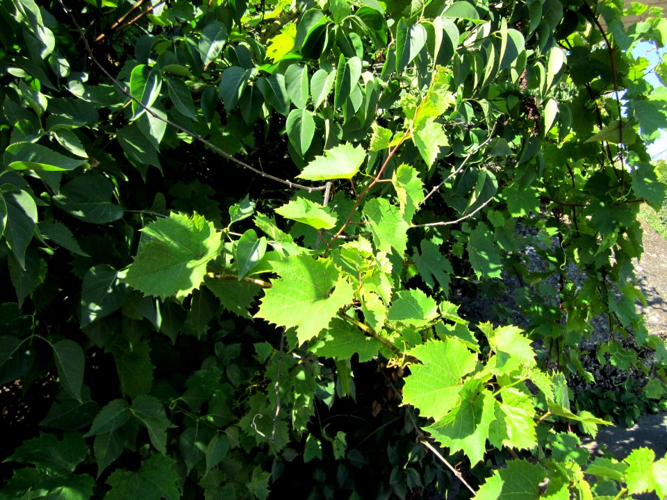 20120801Vitis_vinifera1