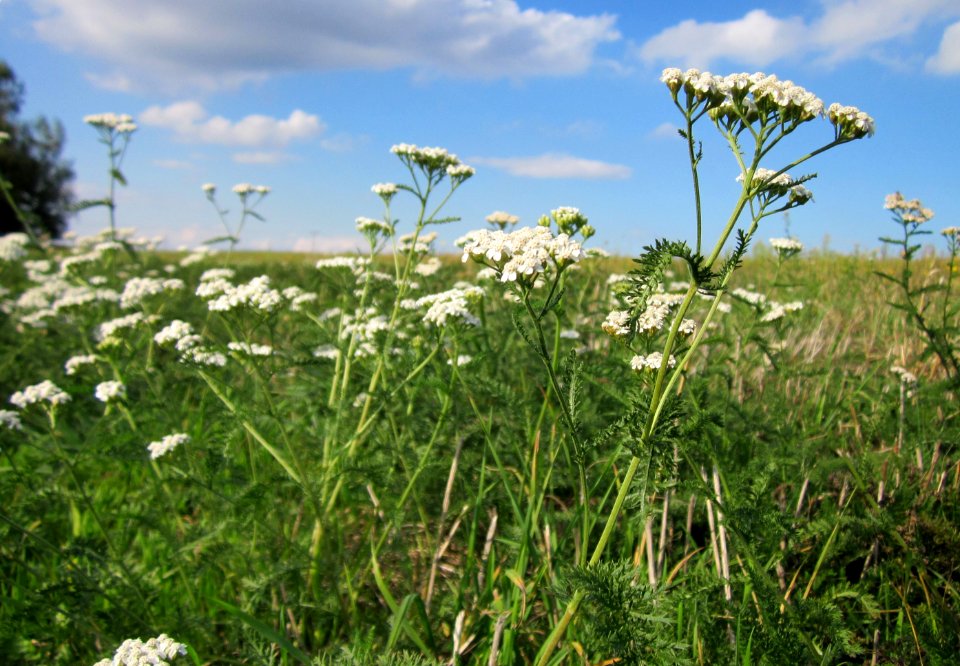 20120922Achillea_millefolium1