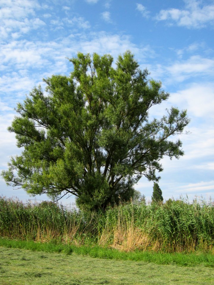20120815Bach_Leopoldswiesen_Hockenheim15
