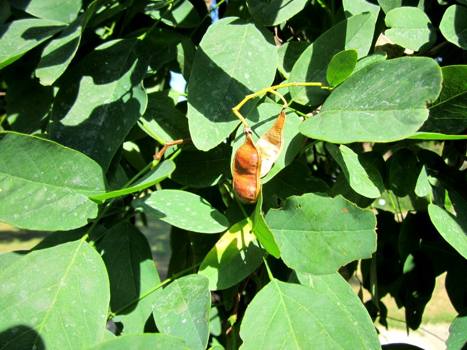 20120817Robinie_Hockenheim14