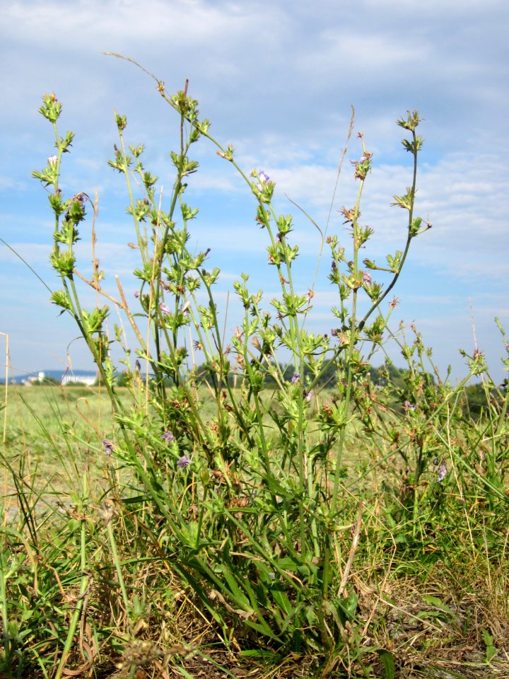 20120815Bach_Leopoldswiesen_Hockenheim33