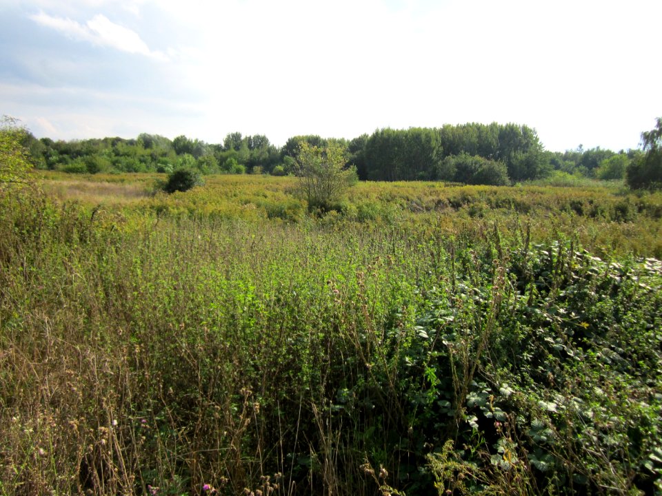 20120922_Roter_Bruch_Walldorf04