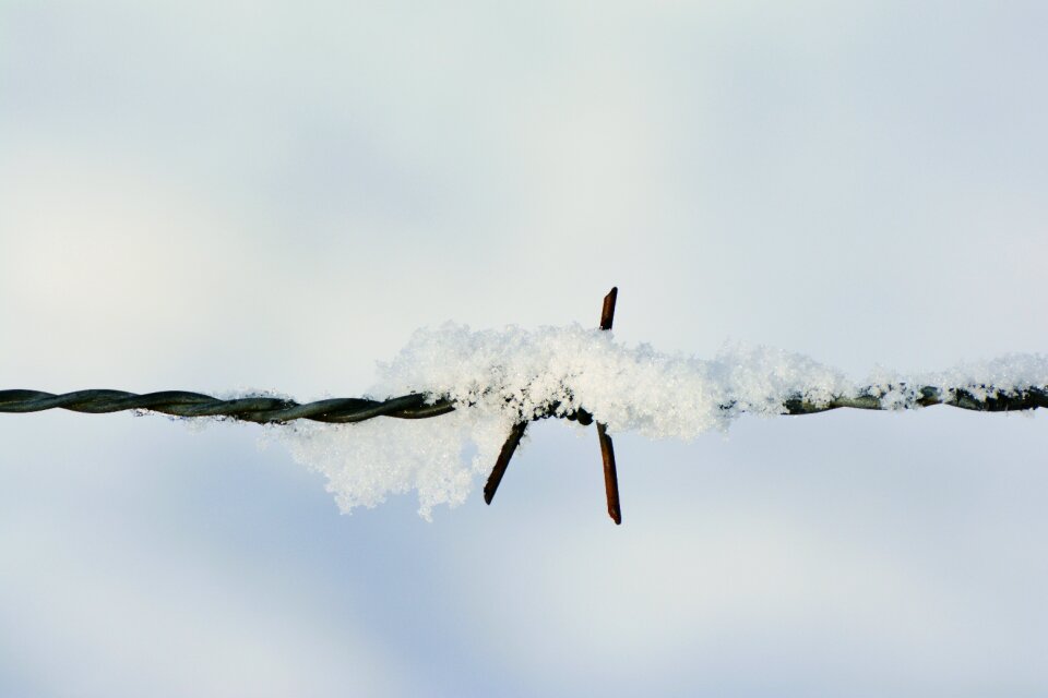 Winter wintry prickly