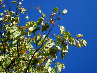 20120818Baumhasel_Hockenheim09
