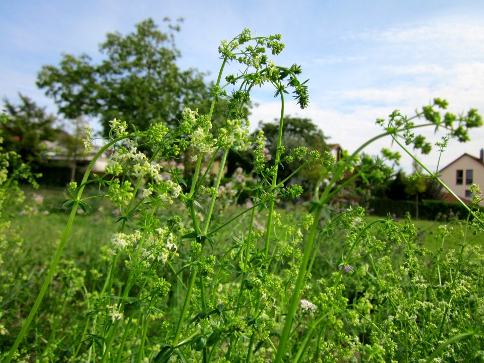 20120918Galium_mollugo1