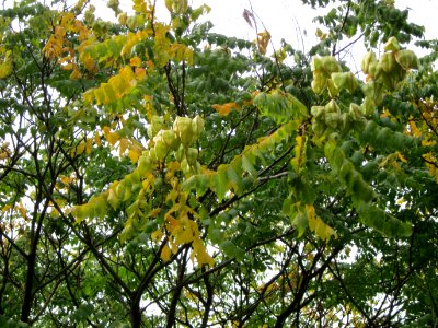 20120814Blasenbaum_Hockenheim4
