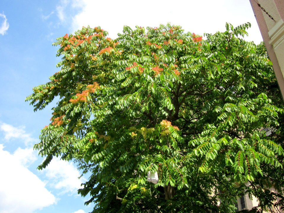 20120817Goetterbaum_St_Geor_Hockenheim4