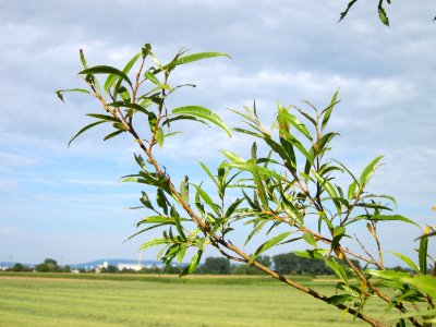 20120815Bach_Leopoldswiesen_Hockenheim22