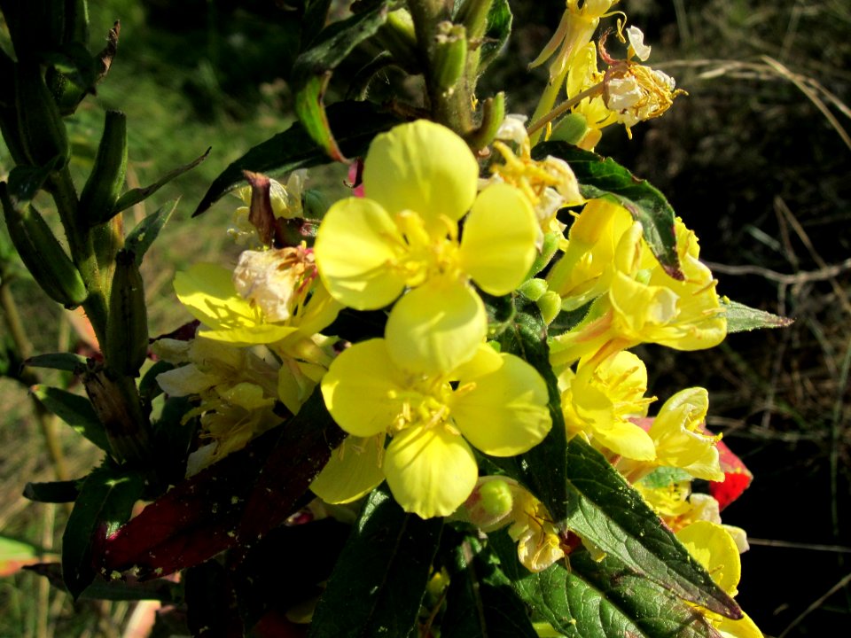 20120726Oenothera_biennis5