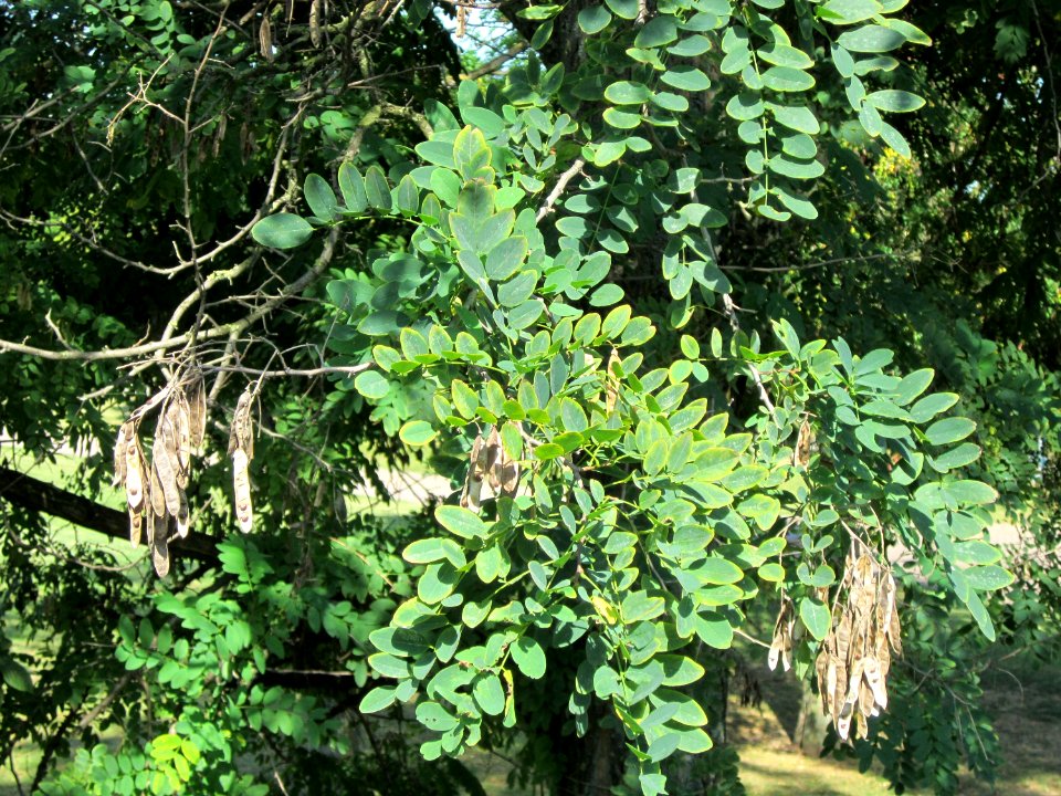 20120817Robinie_Hockenheim10
