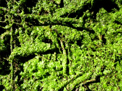 20120908Lemna_minor1