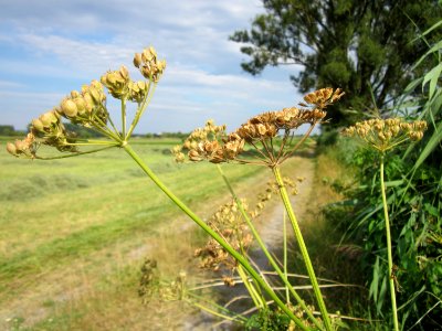 20120815Bach_Leopoldswiesen_Hockenheim32