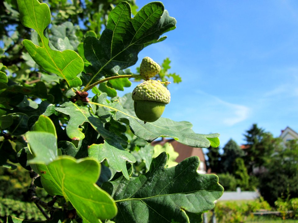 20120817Eiche_Hockenheim06