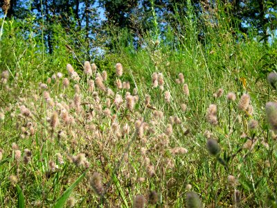 20120801Trifolium_arvense1