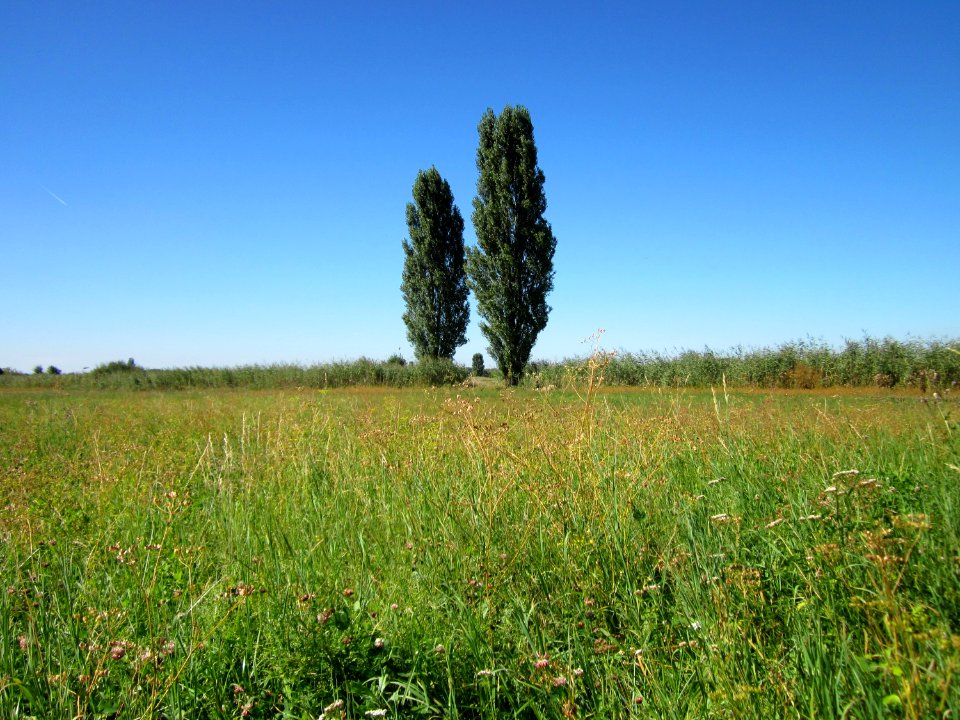 20120908Wiese_Hockenheimer_Rheinbogen