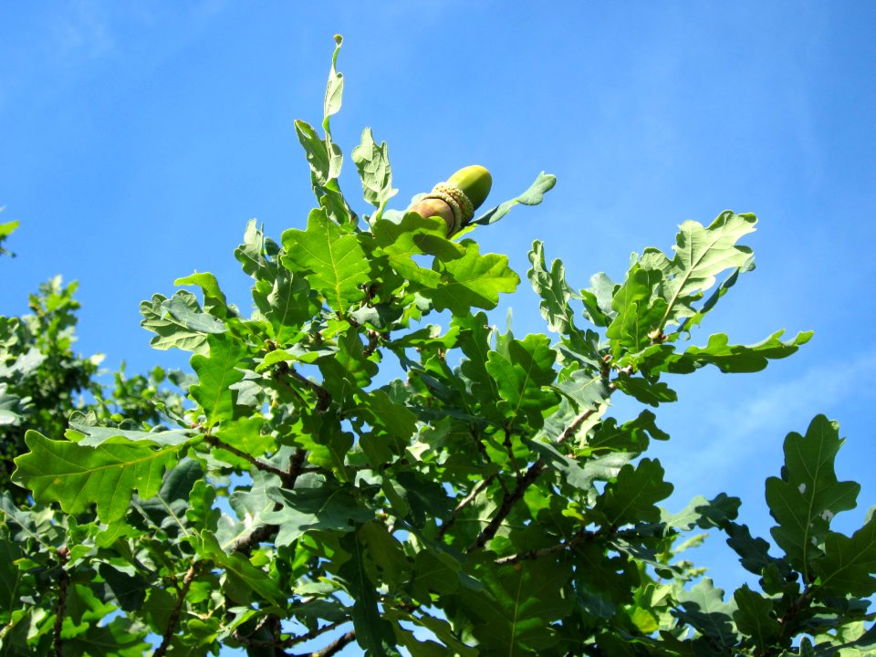 20120817Eiche_Hockenheim07