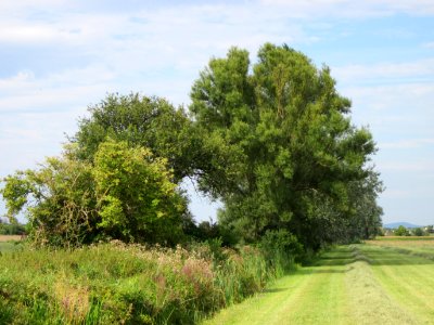 20120815Bach_Leopoldswiesen_Hockenheim26