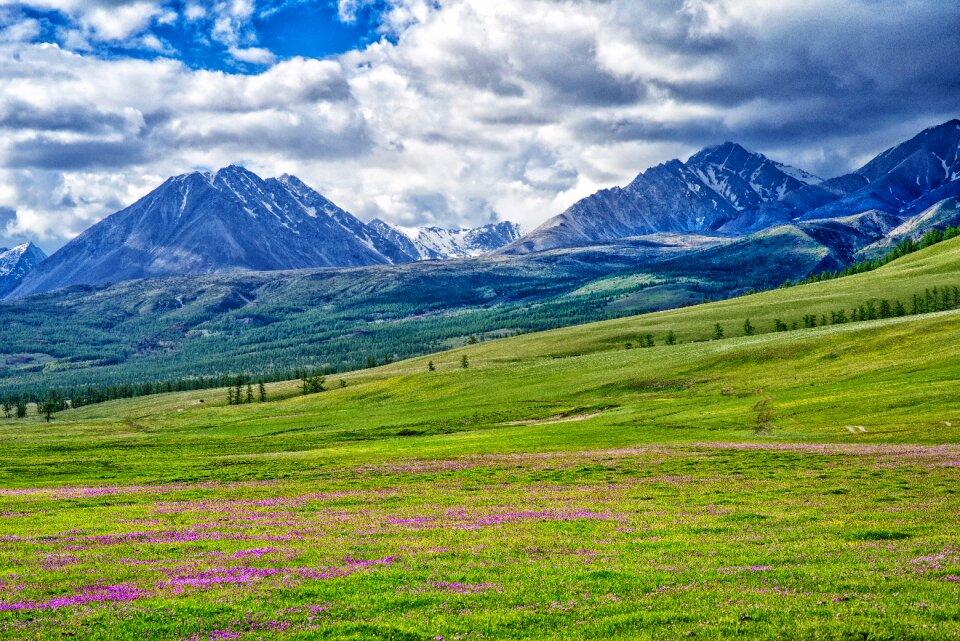 Meadow flowers fax the northwest part