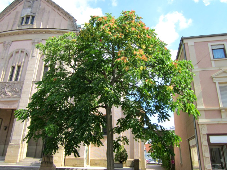 20120817Goetterbaum_St_Geor_Hockenheim3