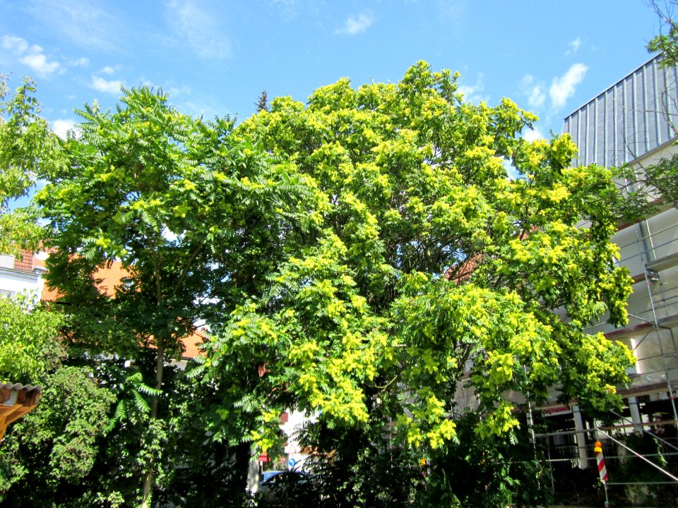 20120815Goetterbaum_Messplatz_Hockenmheim1
