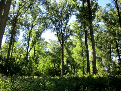 20120908Rheinauen_Altlussheim07