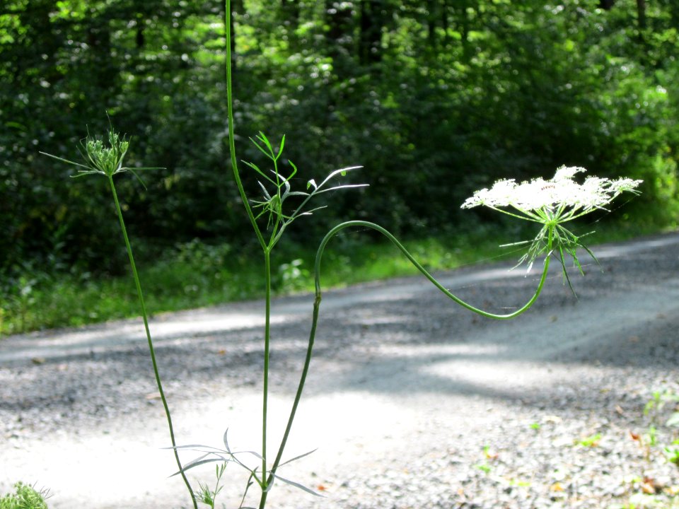 20120819Daucus_carota