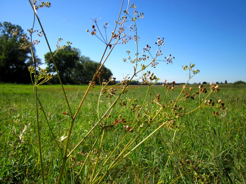 20120908Pastinak_Hockenheim3
