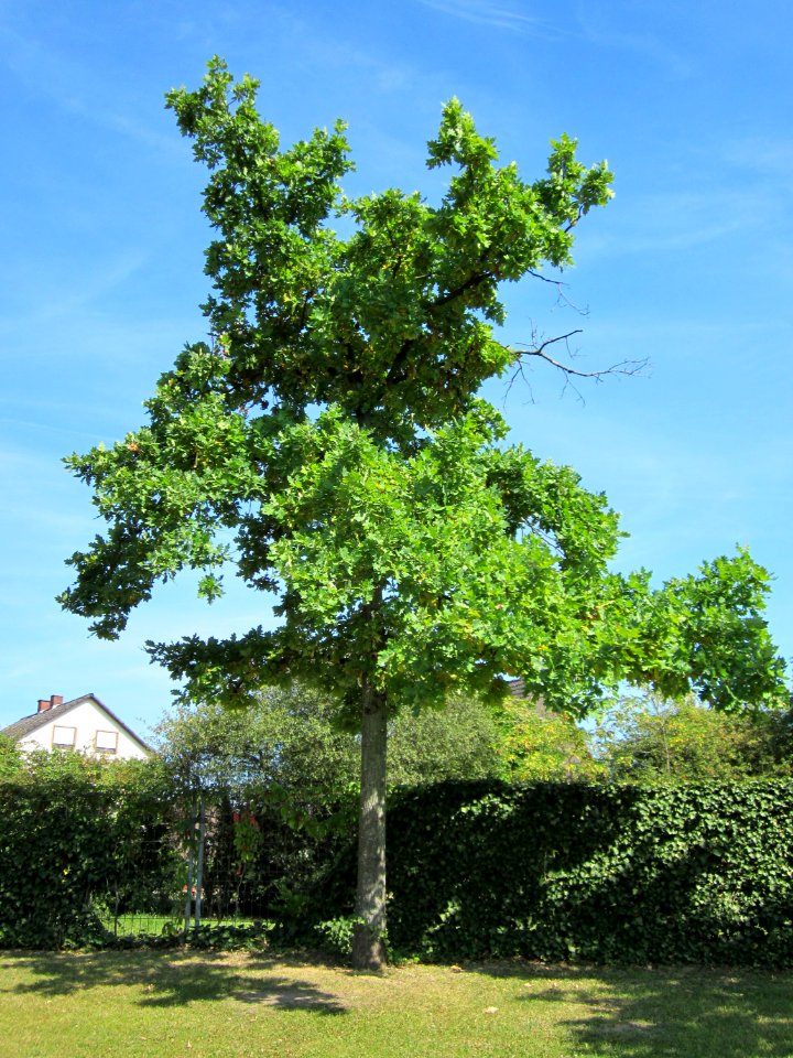 20120817Eiche_Hockenheim09