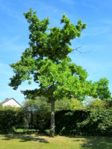 20120817Eiche_Hockenheim09