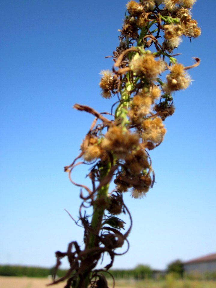 20120819Erigeron_canadensis12