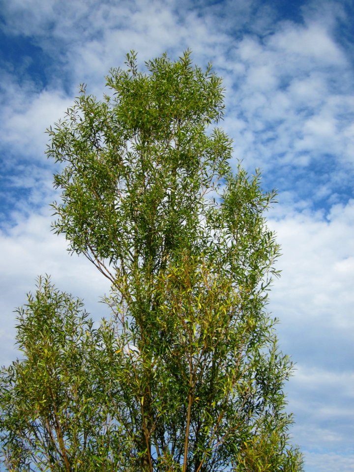 20120815Bach_Leopoldswiesen_Hockenheim18