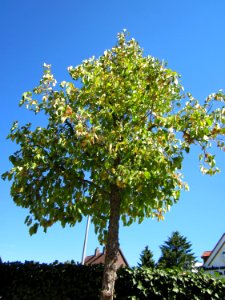 20120818Baumhasel_Hockenheim01