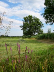 20120815Bach_Leopoldswiesen_Hockenheim05
