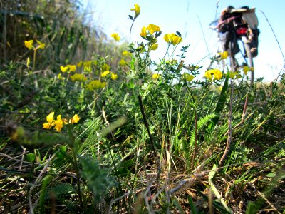 20120908Lotus_corniculatus1