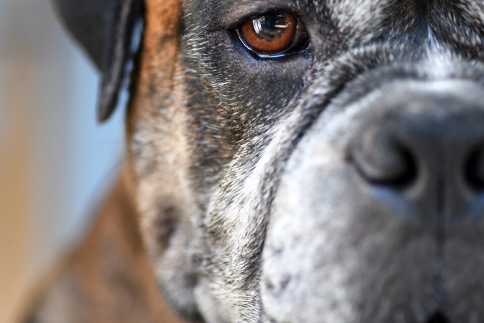 Dog closeup gray dog