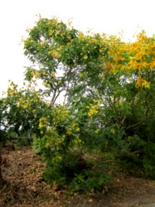 20120814Blasenbaum_Hockenheim2